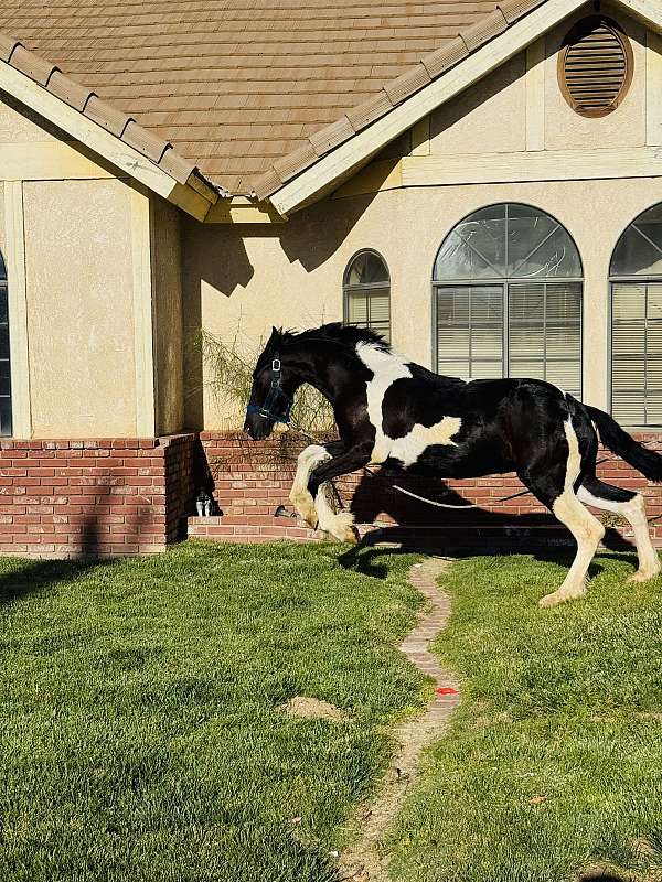 beginner-safe-kid-pony-barock-pinto-horse