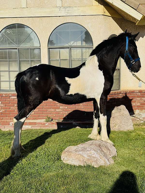 breeding-program-barock-pinto-horse