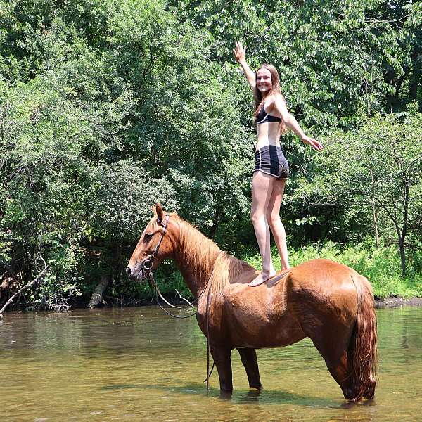 working-equita-quarter-horse