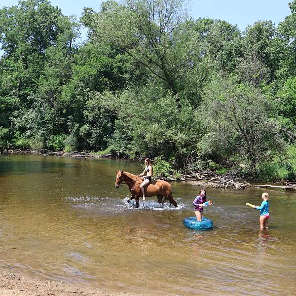 working-equita-gelding