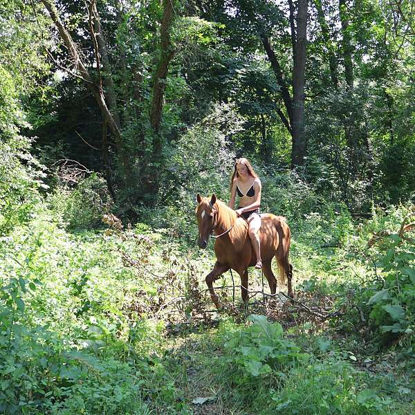 working-equita-horse