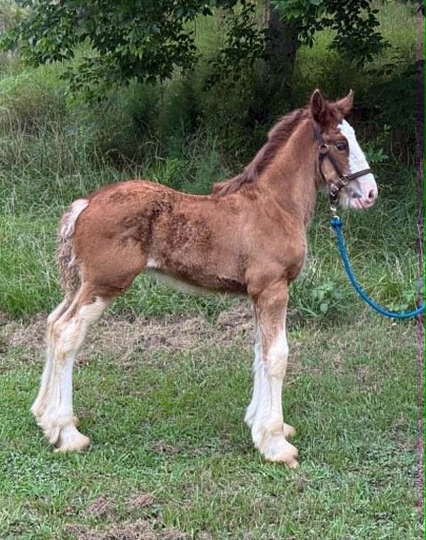 white-jaw-horse