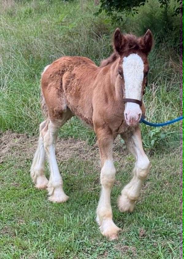 bay-high-white-stockings-horse
