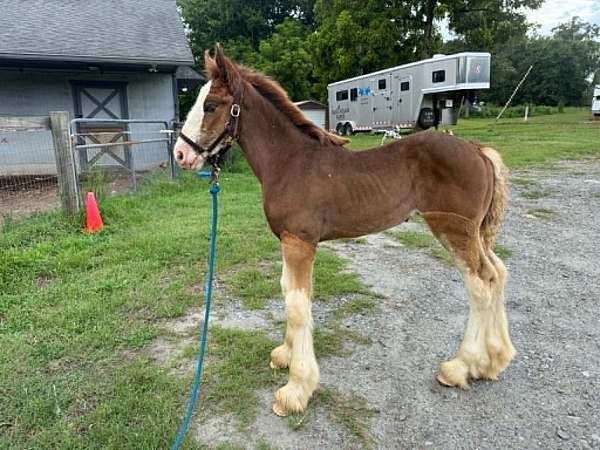 bay-white-jaw-horse