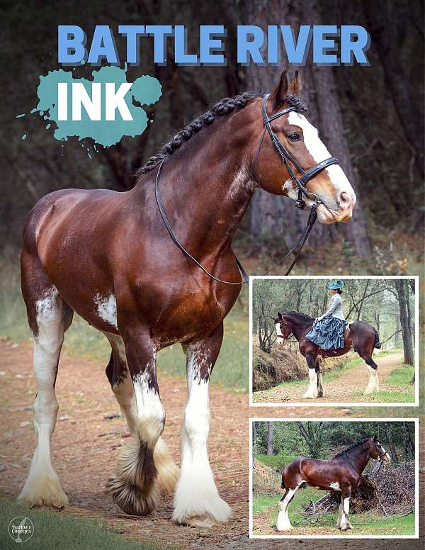 bay-cbusa-filly