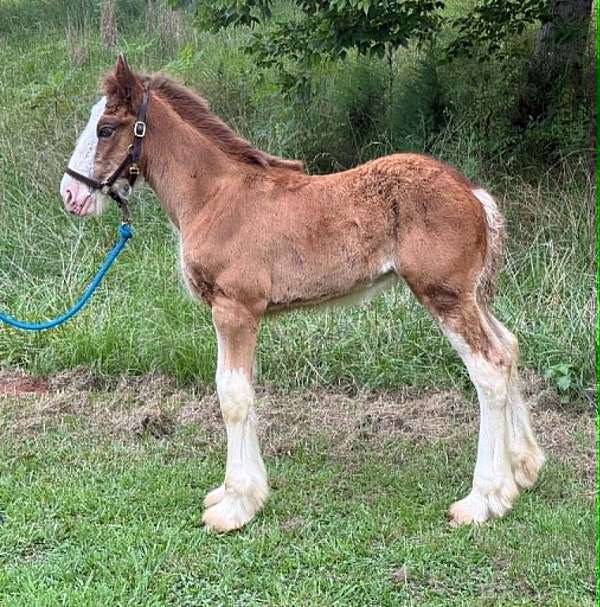 cbusa-filly