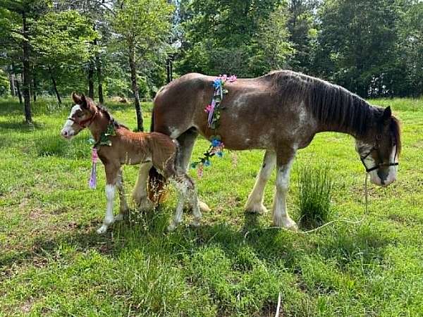12-hand-clydesdale-filly