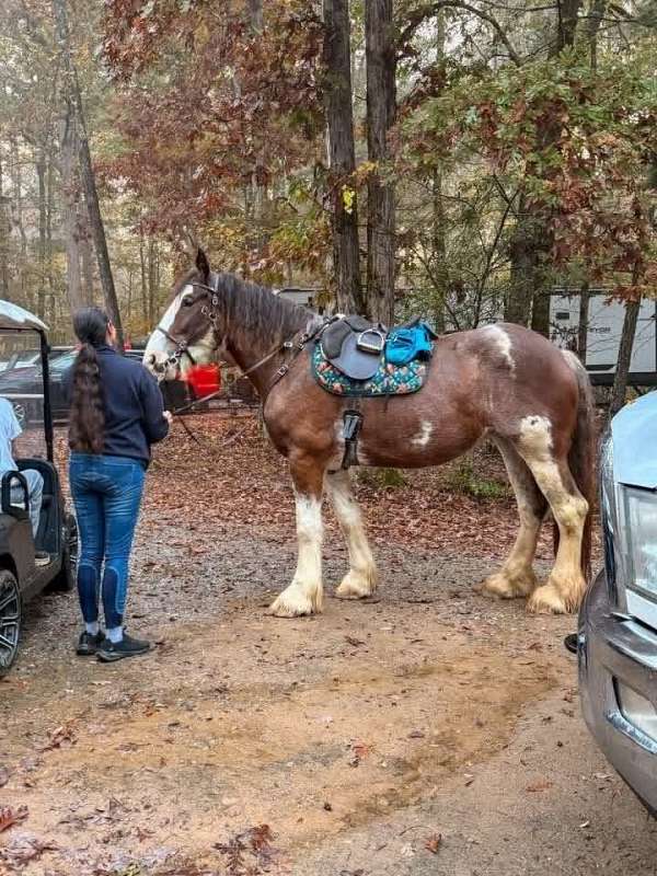12-hand-clydesdale-horse