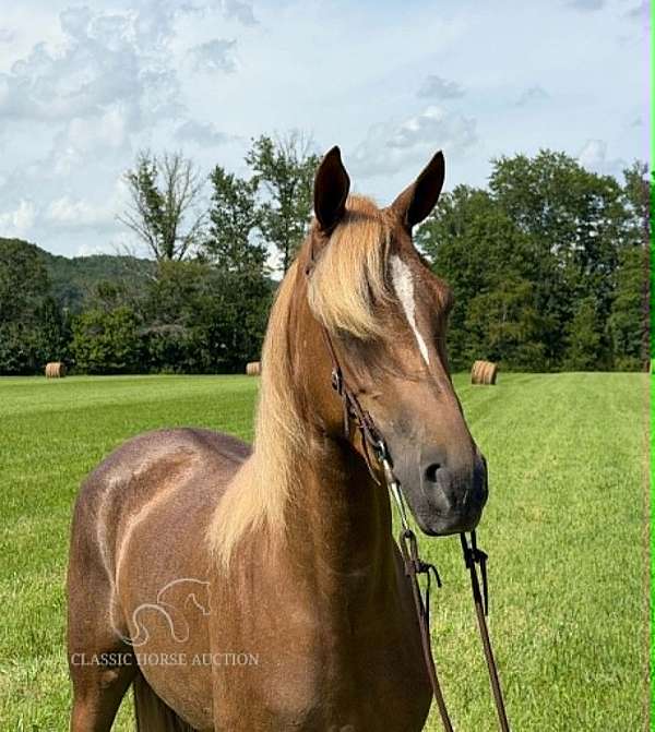 all-around-tennessee-walking-horse