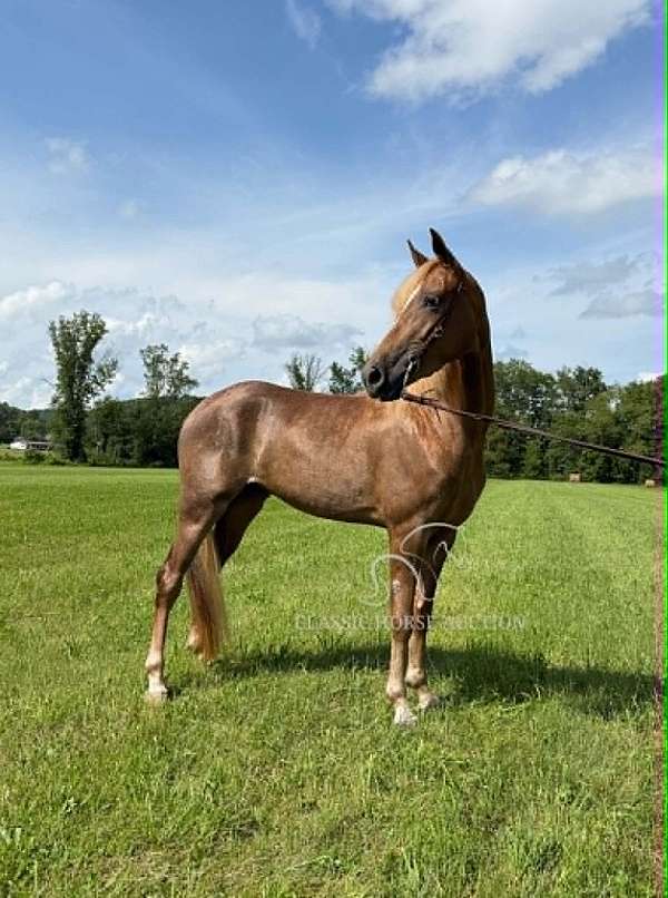 athletic-tennessee-walking-horse