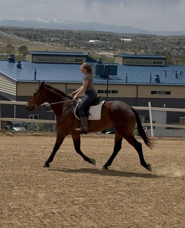 draft-gelding