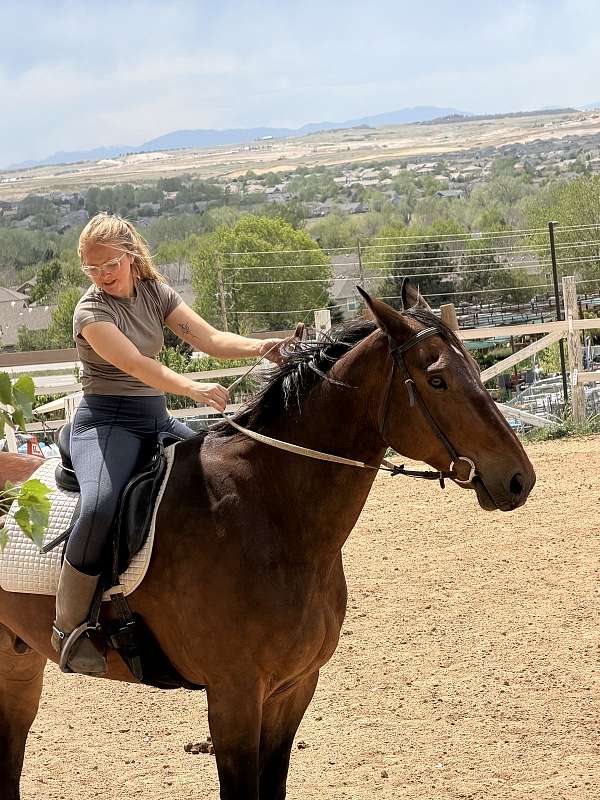 draft-horse-for-sale
