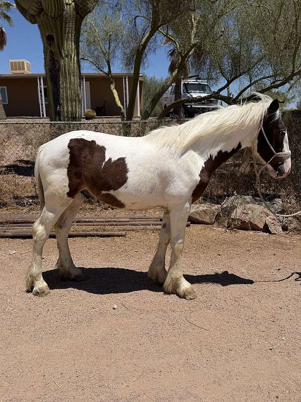 draft-ranch-draft-horse