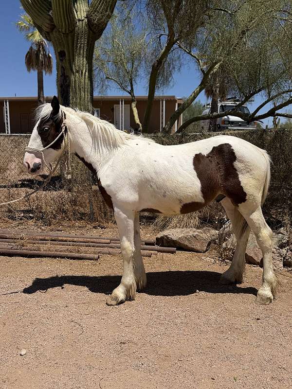 draft-ranch-gypsy-vanner-horse