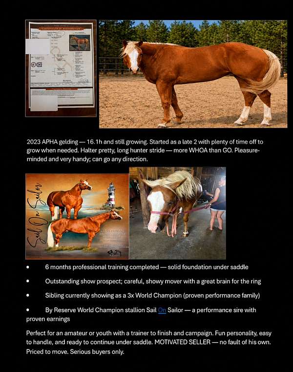 halter-palomino-pinto-horse