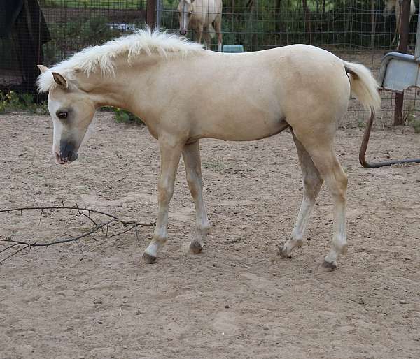 palomino-white-wpcsa-horse