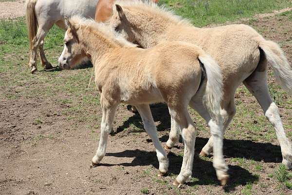 wpcsa-palomino-filly