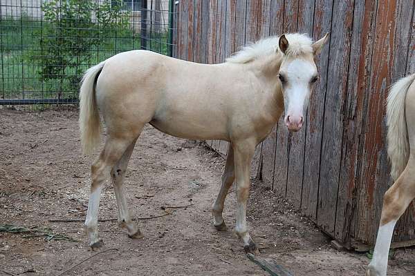 palomino-white-wpcsa-filly
