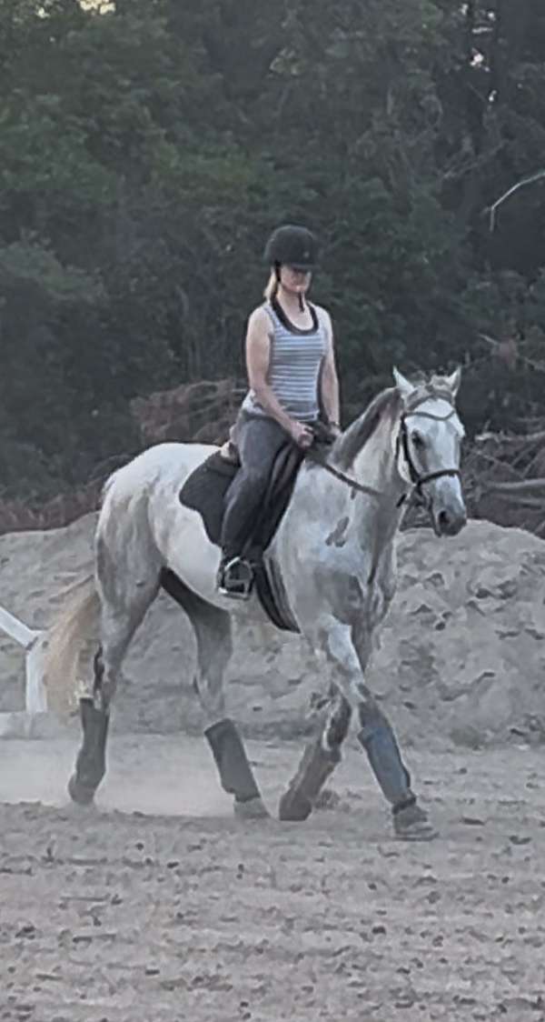 athletic-thoroughbred-horse