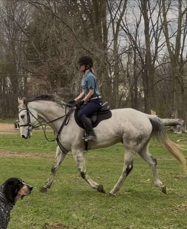 dressage-thoroughbred-horse