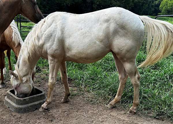 gay-bar-king-gelding