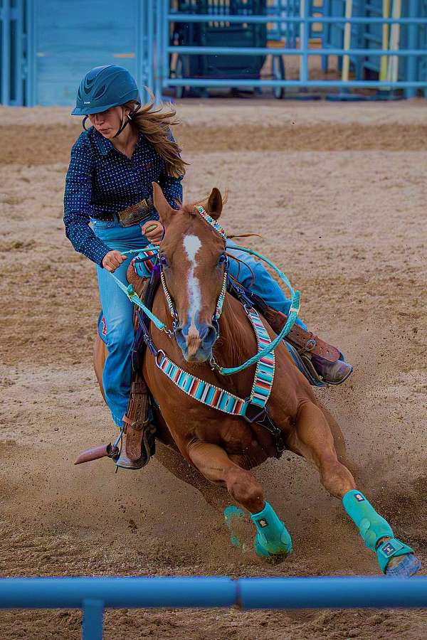 all-around-quarter-horse