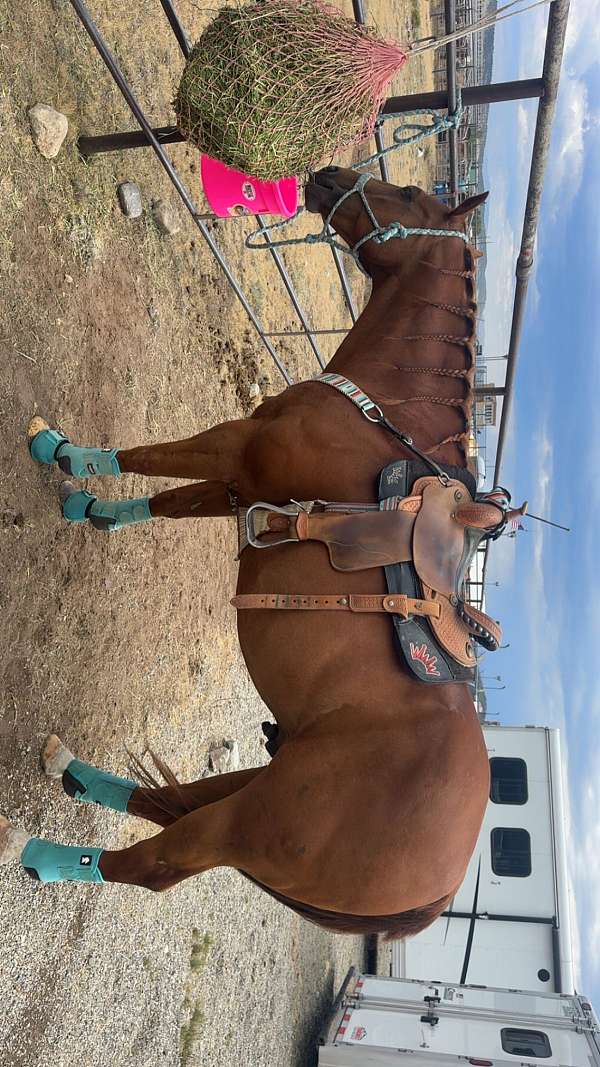 barrel-quarter-horse