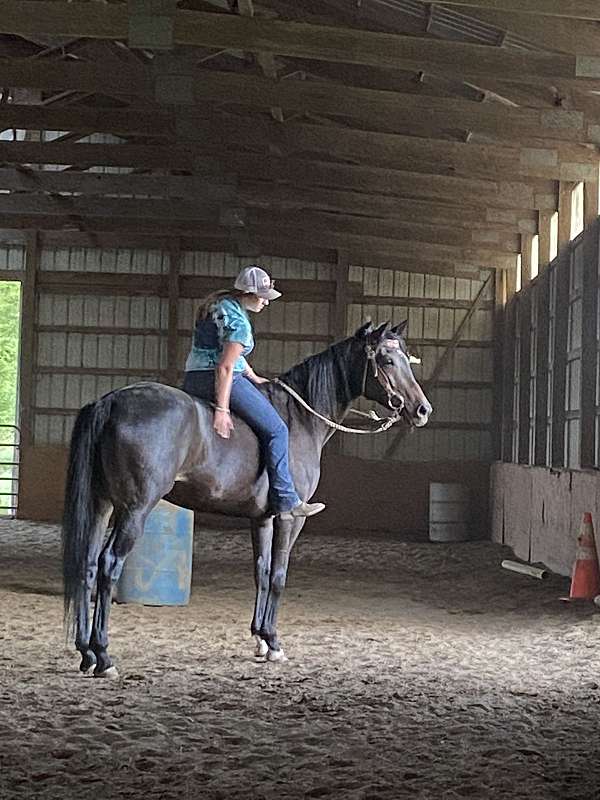 thoroughbred-horse-for-sale