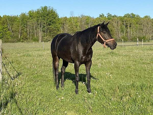 thoroughbred-horse