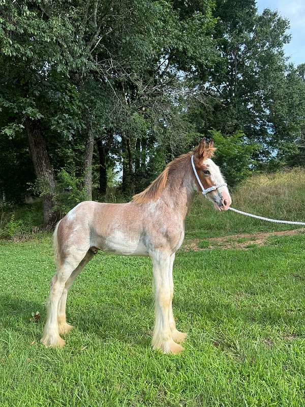 four-high-white-stockings-lits-of-body-splashes-horse