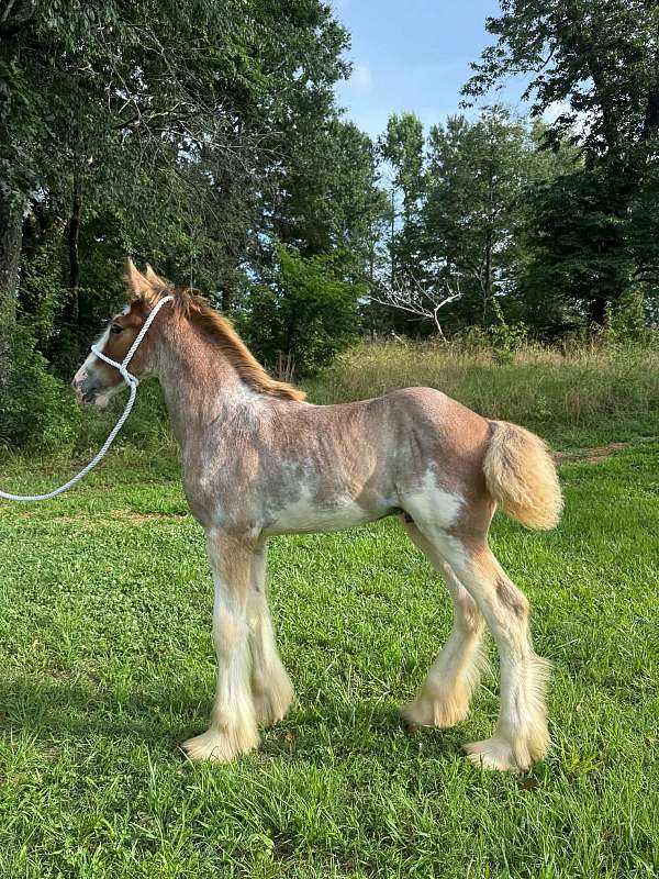 bay-four-high-white-stockings-lits-of-body-splashes-horse