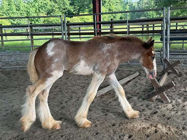 roan-clydesdale-stallion-clydesdale-horse