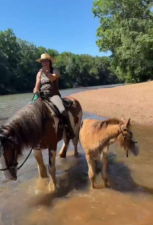 roan-clydesdale-stallion-horse
