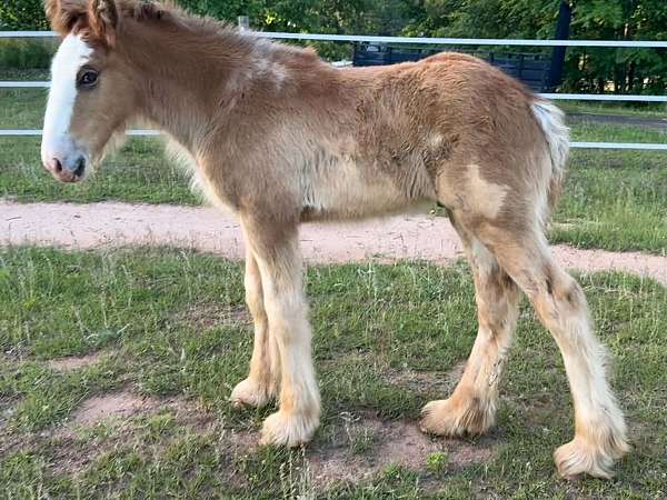 roan-clydesdale-stallion-colt