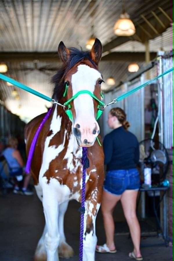 12-hand-clydesdale-colt