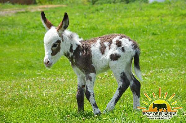painted-donkey