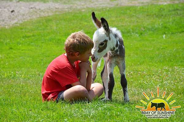 mini-donkey-filly
