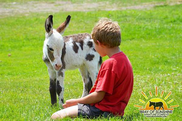 dark-donkey