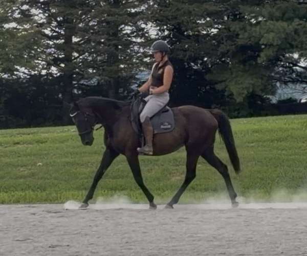 all-thoroughbred-horse