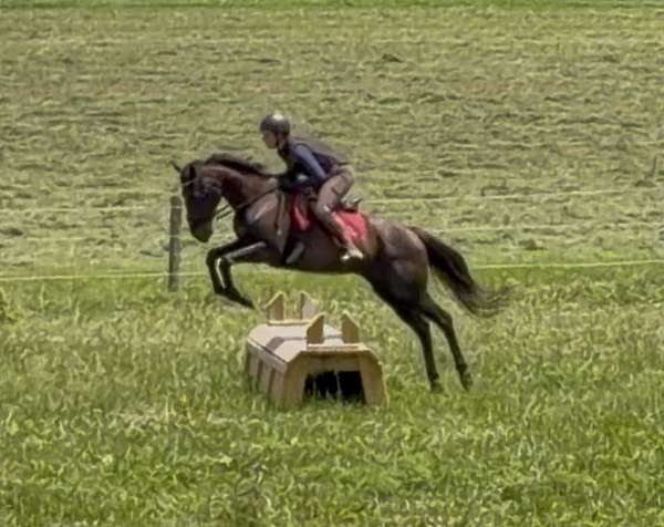 available-thoroughbred-horse