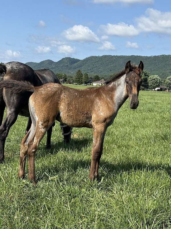 goldmine-horse