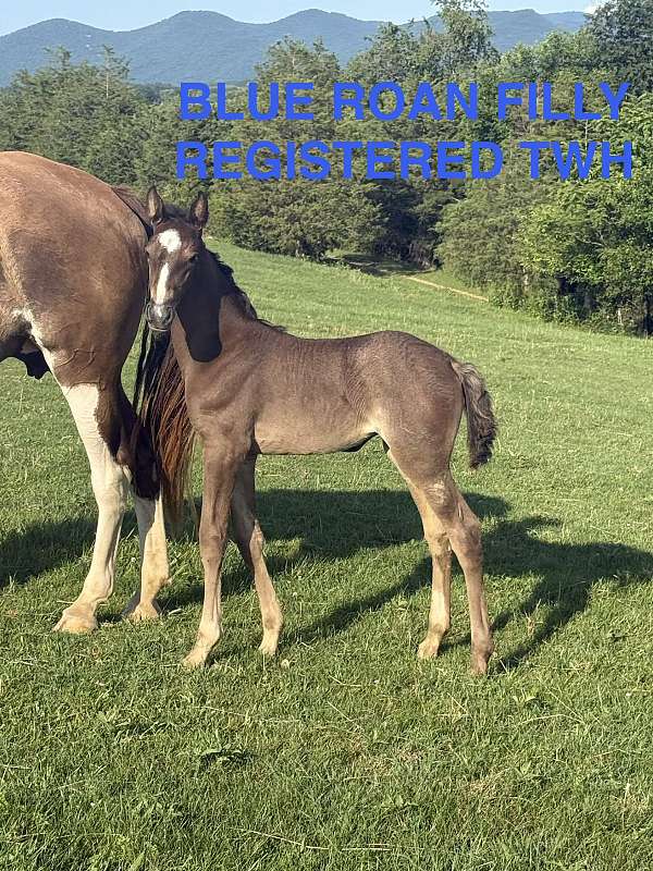 blue-roan-stripe-3-socks-horse
