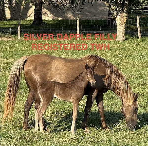 bred-back-tennessee-walking-horse