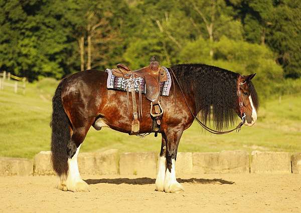 4-white-socks-blaze-horse