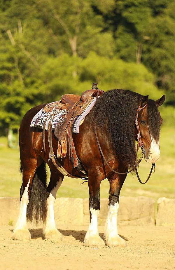 athletic-clydesdale-horse