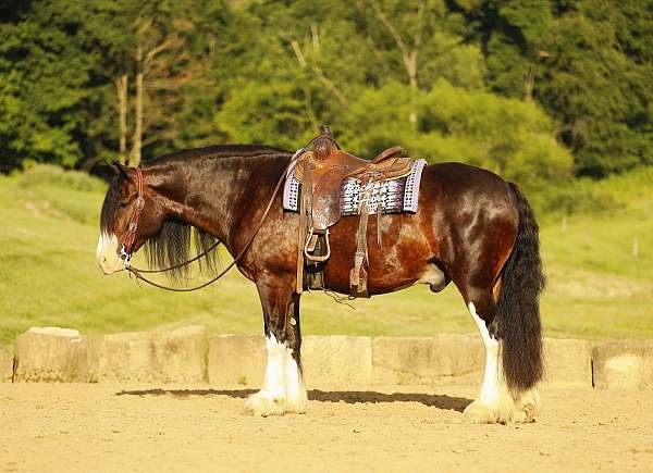 all-around-clydesdale-horse