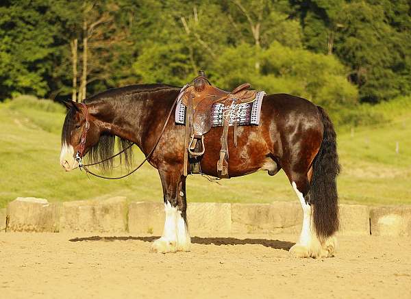 bay-4-white-socks-blaze-horse