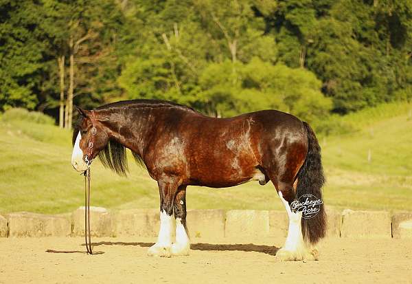 cross-clydesdale-horse