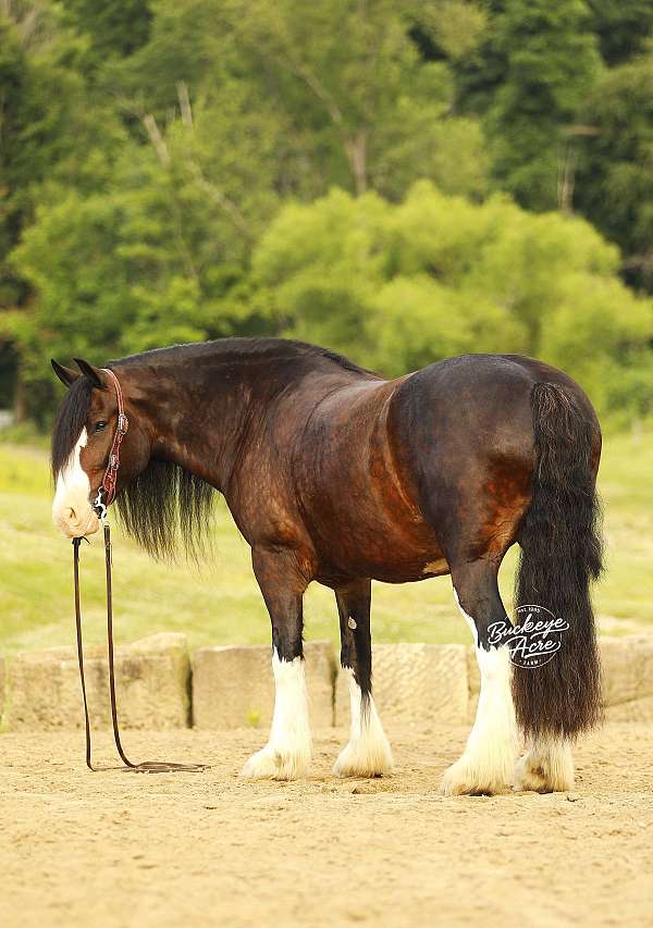 driving-clydesdale-horse