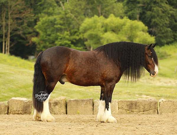 flashy-clydesdale-horse